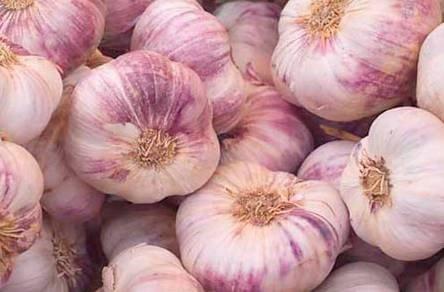 purple-garlic