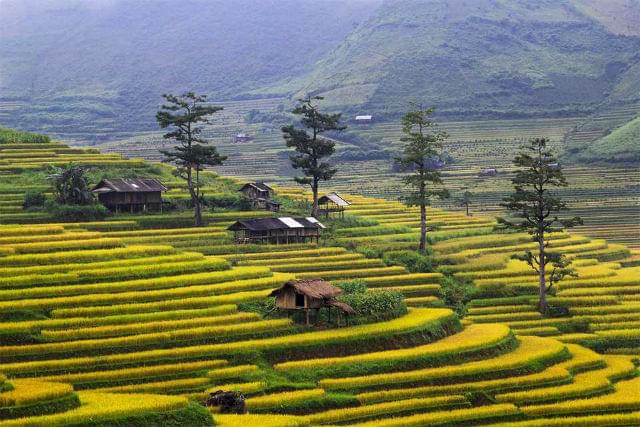 Mu Cang Chai