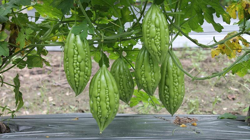 bitter gourd mask for melasma 100